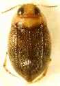 Anodocheilus exiguus