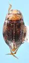 Anodocheilus exiguus - photo 2