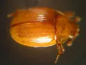 Anogdus dissimilis - Anogdus dissimilis