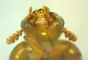 Anogdus sculpturatus - photo 4