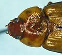 Anomala diabla - photo 2
