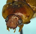 Anomala diabla - photo 3