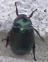 Anomala insitiva - photo 2