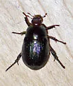 Anomala insitiva - photo 3