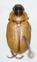 Anomalacra antennata