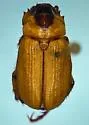 Anomalacra antennata - photo 2