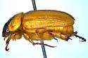 Anomalacra antennata - photo 3