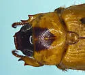 Anomalacra antennata - photo 4