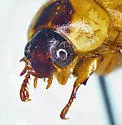 Anomalacra antennata - photo 5