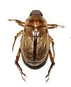 Anomala arida - photo 2