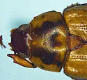 Anomala arida - photo 4