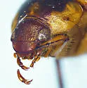 Anomala arida - photo 5