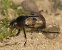 Anomala binotata