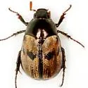 Anomala binotata - photo 2