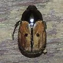 Anomala binotata - photo 5