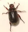 Anomala castaniceps - photo 2