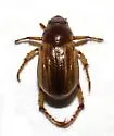 Anomalacra clypealis