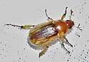 Anomalacra clypealis - photo 2