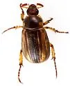 Anomalacra clypealis - photo 3