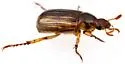 Anomalacra clypealis - photo 4
