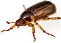 Anomalacra clypealis - photo 5