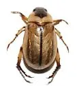 Anomala delicata