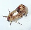 Anomala delicata - photo 2
