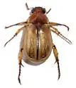 Anomala digressa