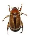 Anomala digressa - photo 2