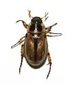 Anomala flavilla