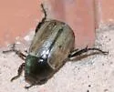 Anomalacra flavipennis