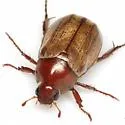 Anomalacra flavipennis - photo 2