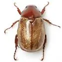 Anomalacra flavipennis - photo 3