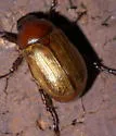 Anomalacra flavipennis - photo 4