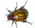 Anomalacra flavipennis - photo 5