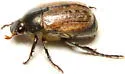 Anomala foraminosa