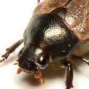 Anomala foraminosa - photo 2