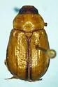 Anomala imperialae