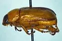 Anomala imperialae - photo 2