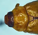 Anomala imperialae - photo 3