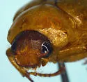 Anomala imperialae - photo 4