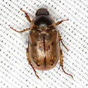 Anomalacra innuba