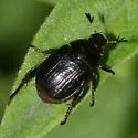 Anomalacra lucicola