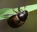 Anomalacra ludoviciana