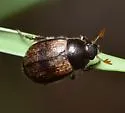 Anomalacra ludoviciana - photo 2