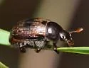Anomalacra ludoviciana - photo 3