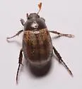 Anomalacra ludoviciana - photo 4