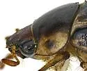 Anomala nimbosa - photo 2