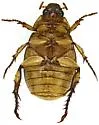 Anomala nimbosa - photo 3