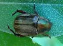 Anomala oblivia - Anomalacra oblivia